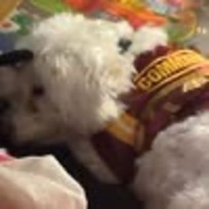 Meet your Posher, Josh